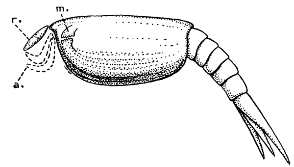 Ceratiocaris papilio