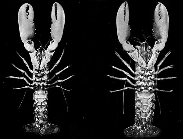 Male and female lobsters