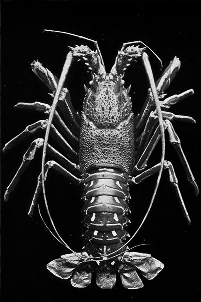 The common spiny lobster