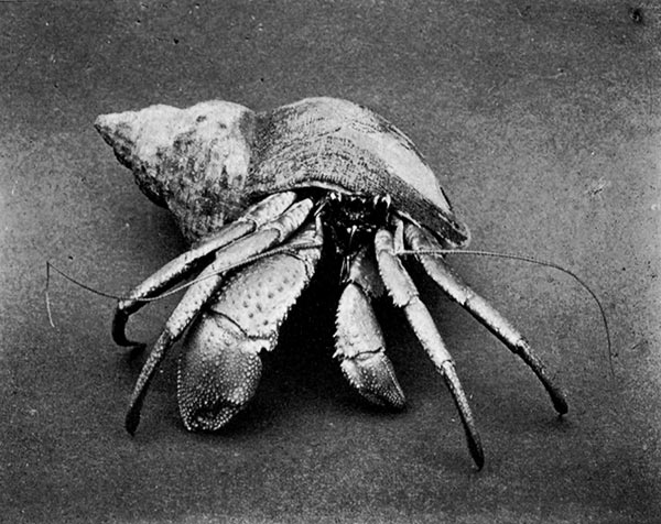 The common hermit crab