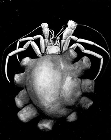Deep-Sea Hermit Crab