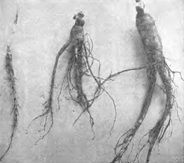 One, Two and Three Year Old Ginseng Roots.