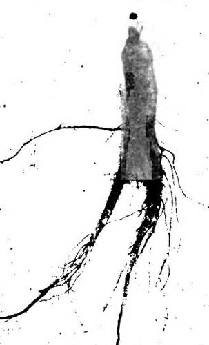 A Three Year Old Cultivated Root.