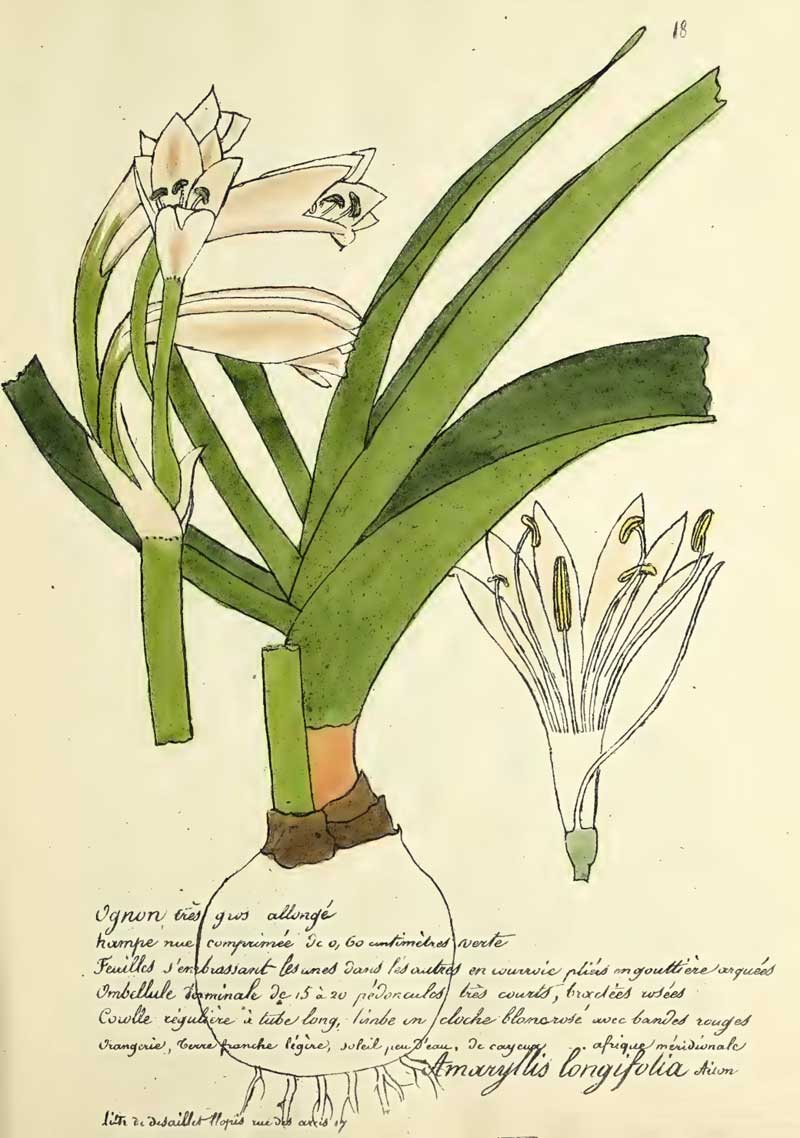 Ammocharis longifolia