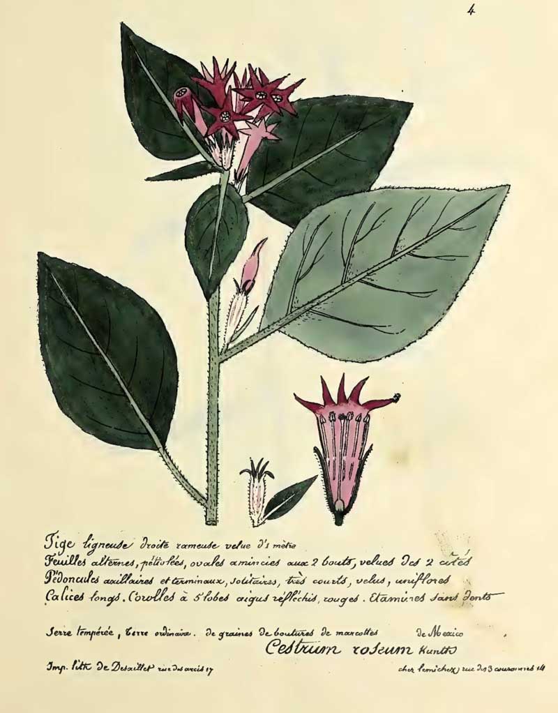 Cestrum roseum