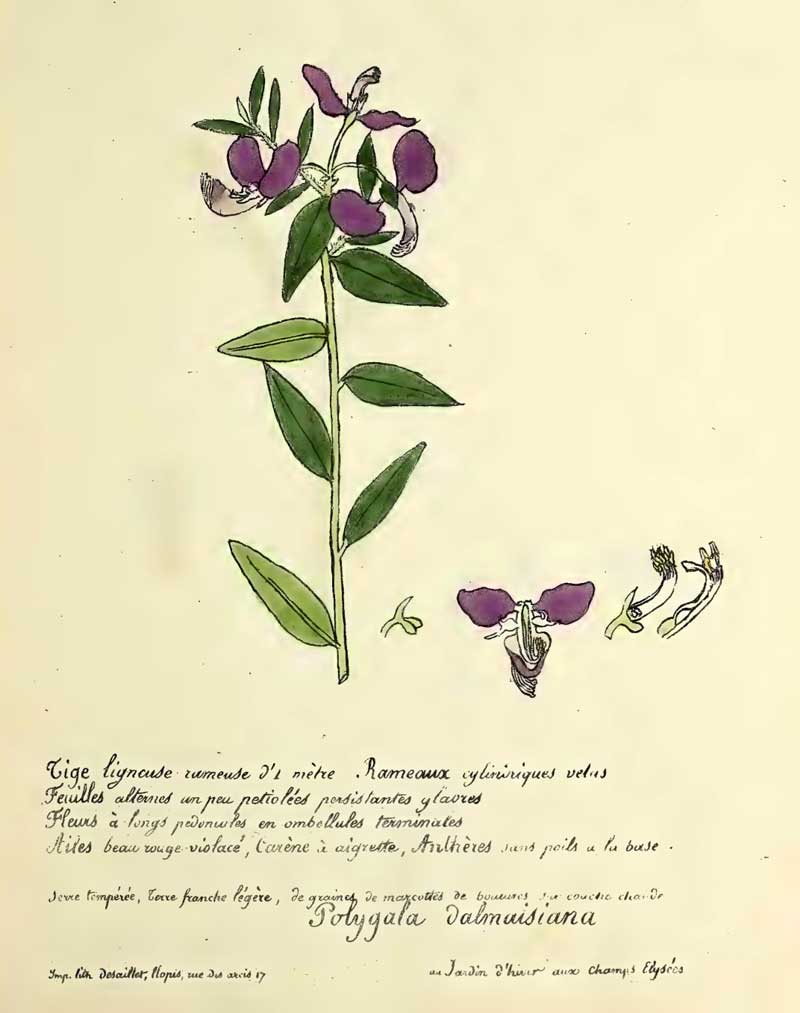 Polygala × dalmaisiana