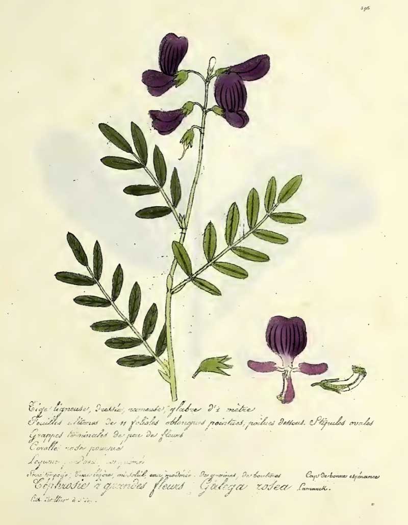Tephrosia grandiflora