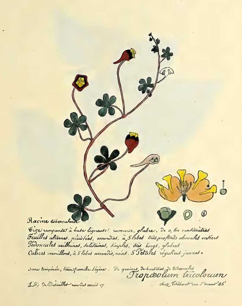 Tropaeolum tricolor