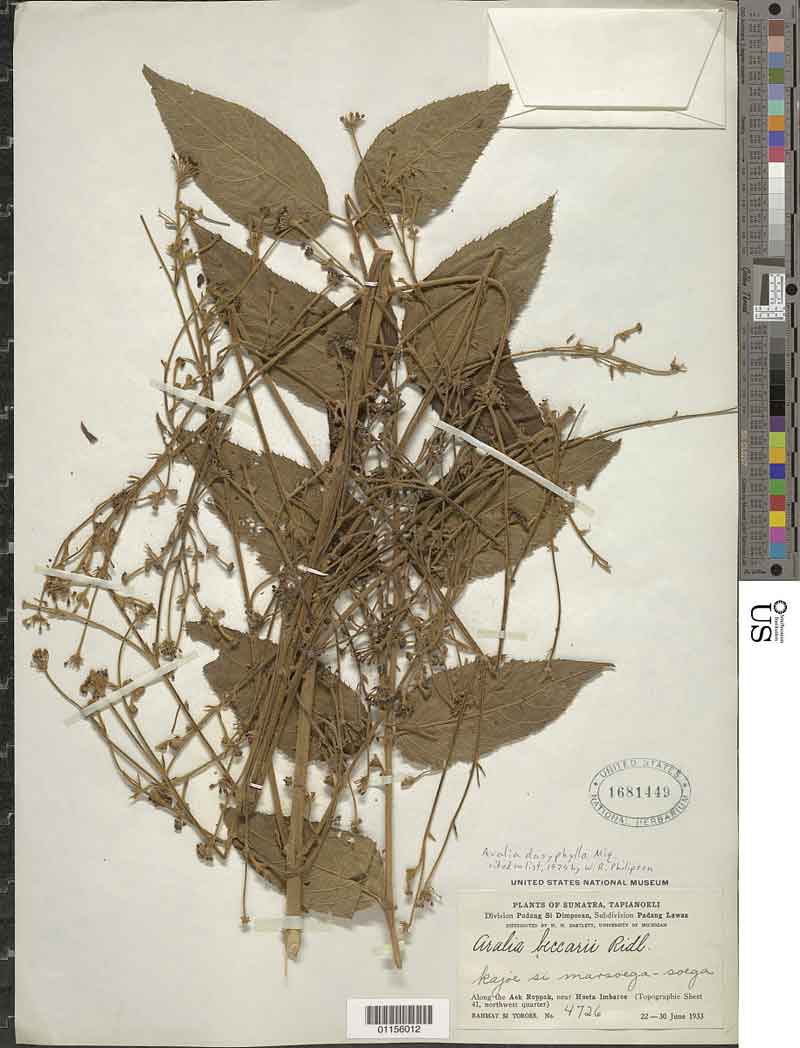 Aralia dasyphylla