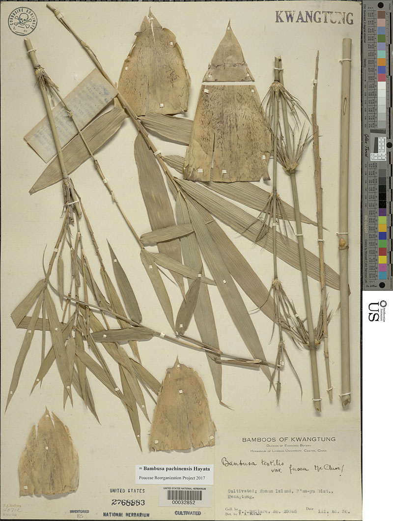 Bambusa pachinensis