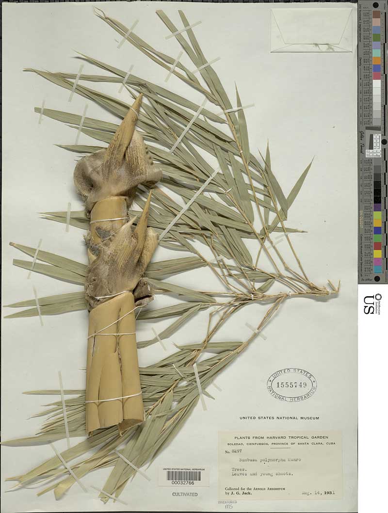 Bambusa polymorpha