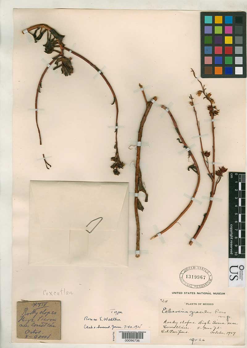 Echeveria gracilis