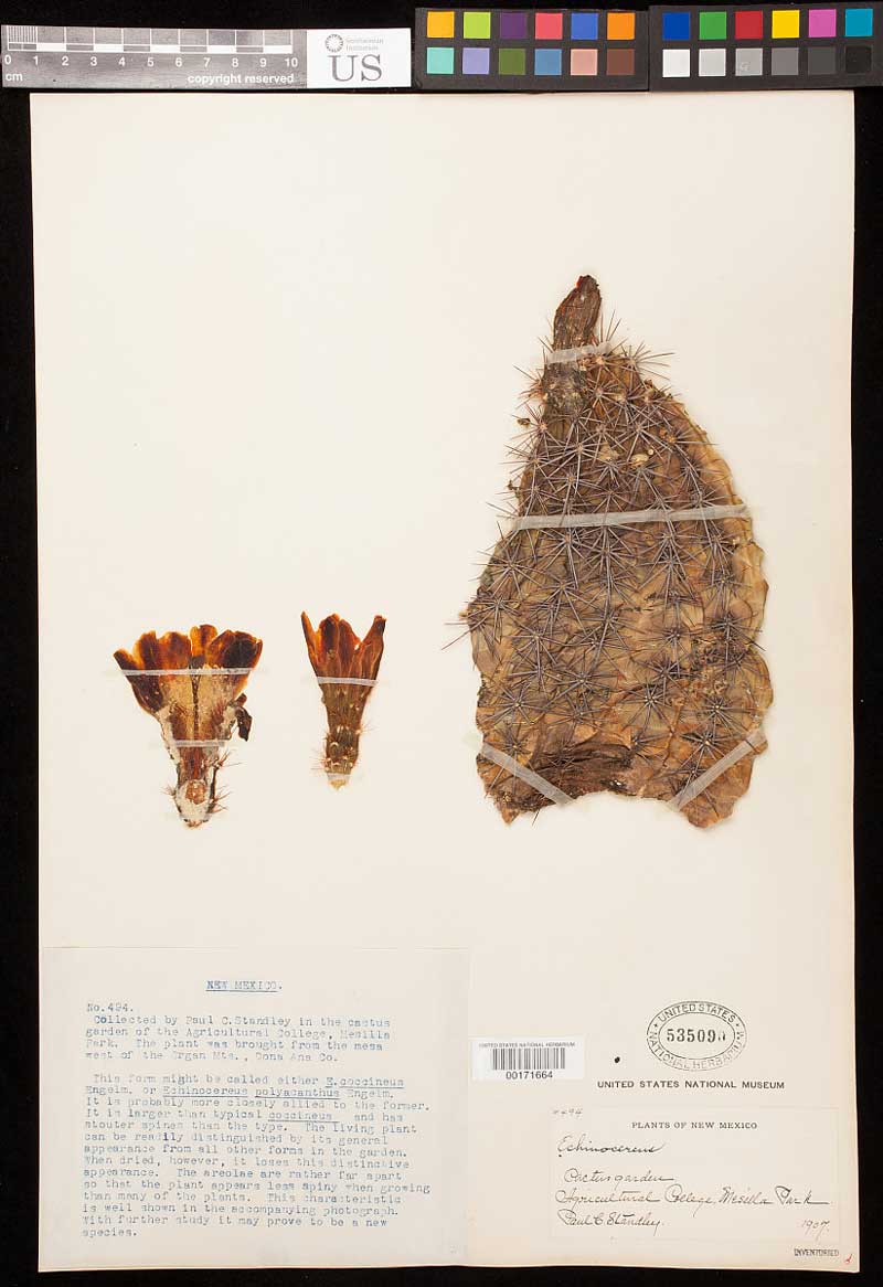 Echinocereus coccineus