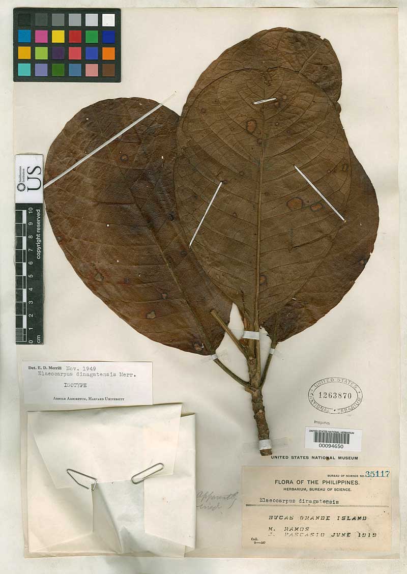Elaeocarpus dinagatensis