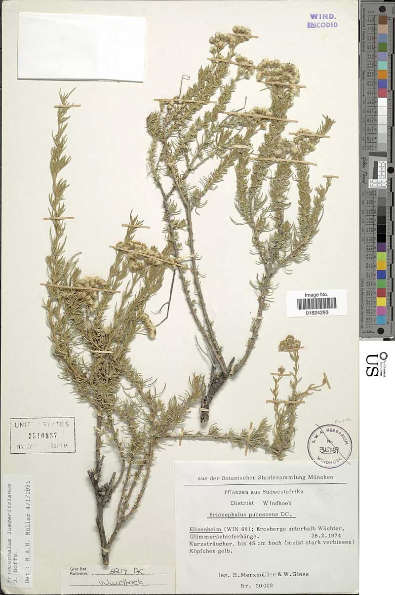 Eriocephalus pubescens