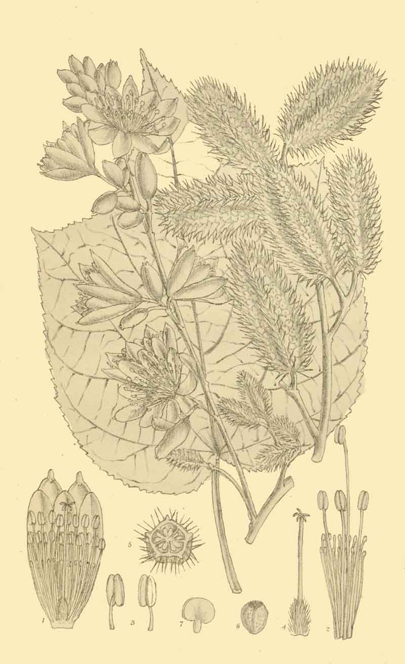 Clappertonia polyandra