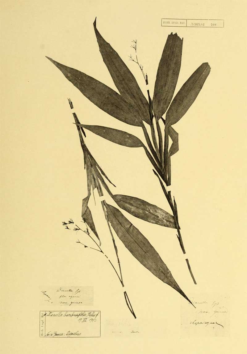 Dianella bambusifolia