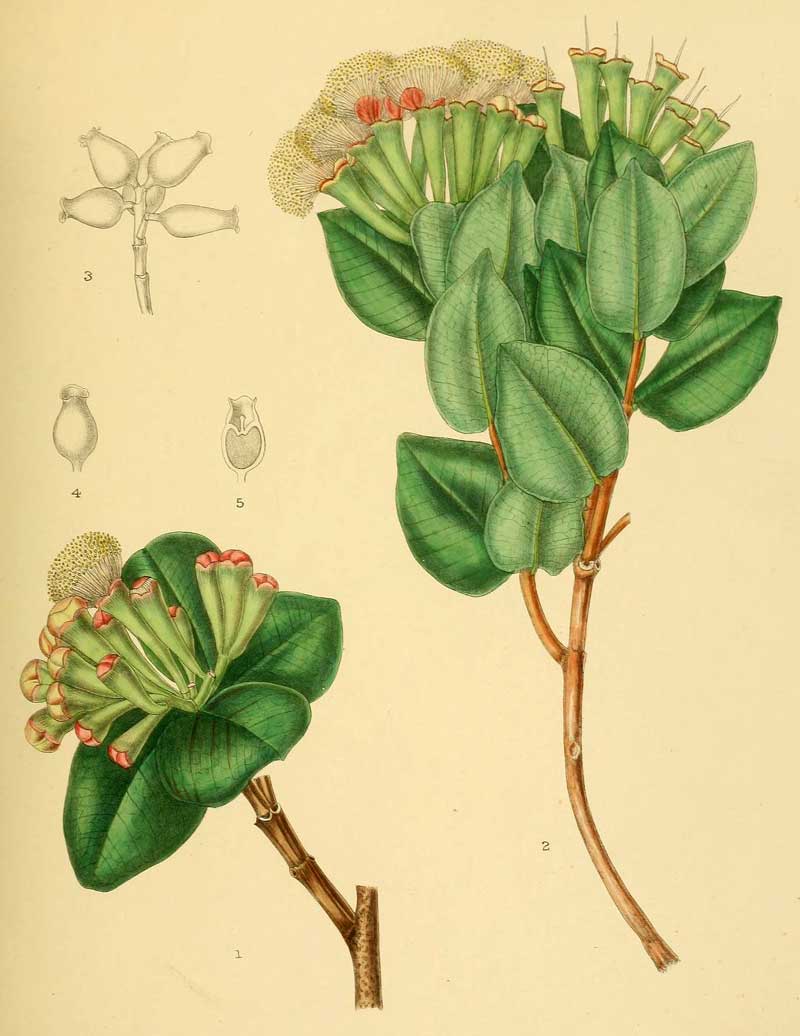 Syzygium fergusoni 