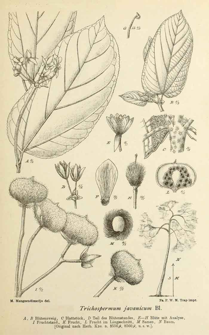 Trichospermum javanicum