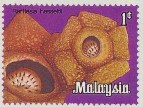 Rafflesia hasseltii