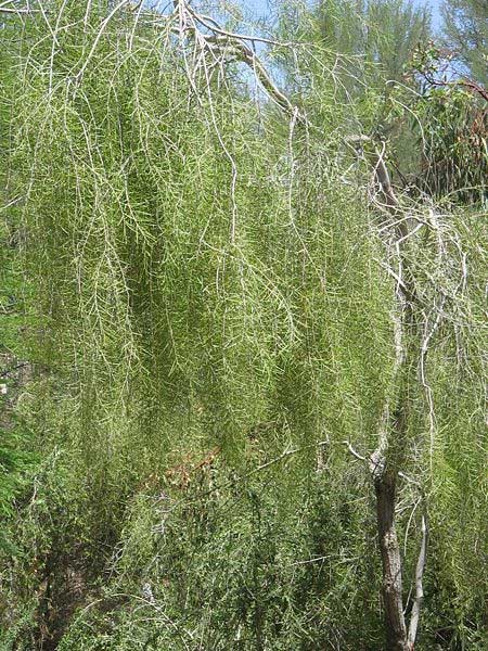 Acacia estrophiolata