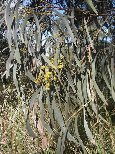 Acacia harpophylla