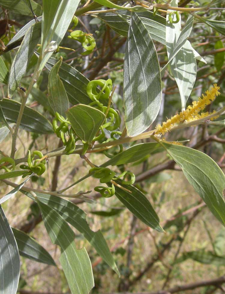 Acacia holosericea