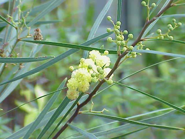 Acacia retinodes