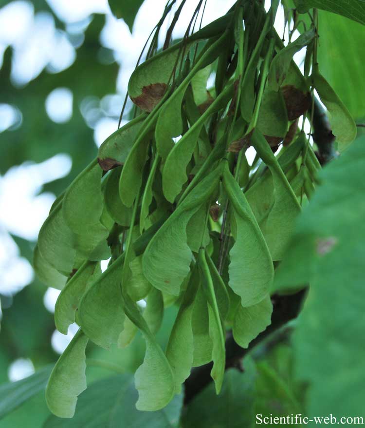 Acer negundo var. violaceum