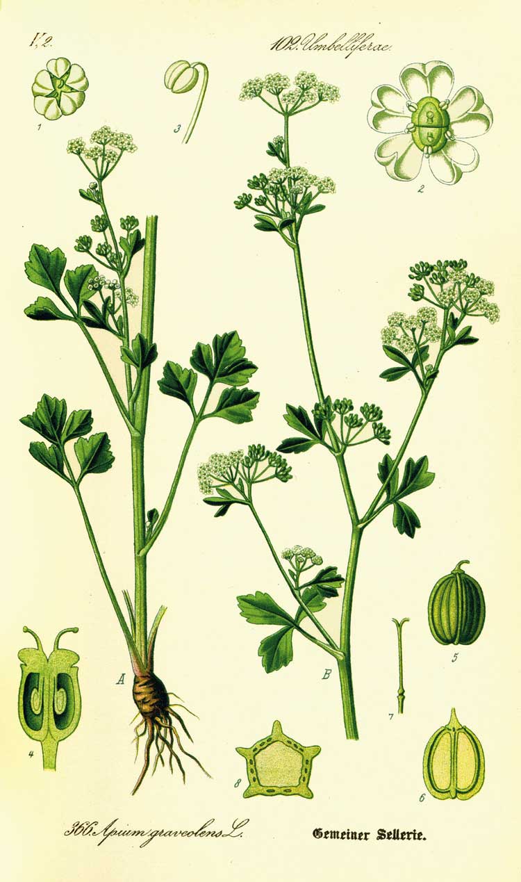 Apium graveolens
