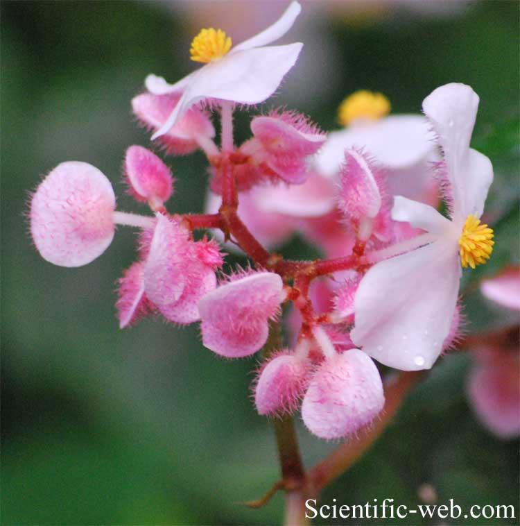 Begonia incarnata