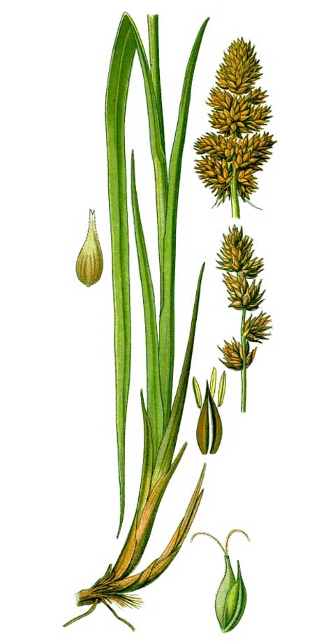 Carex vulpina