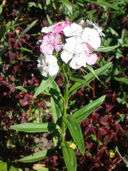 Dianthus barbatus