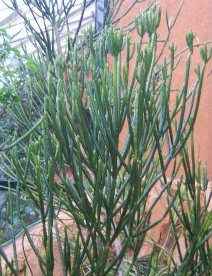 Euphorbia alluaudii