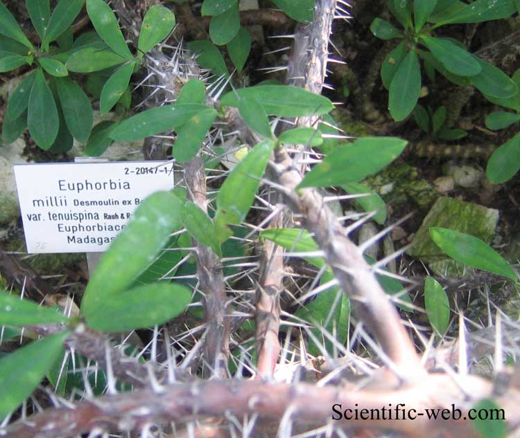 Euphorbia milii var. tenuispina