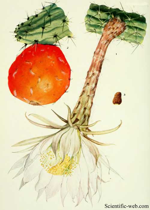 Harrisia fragrans