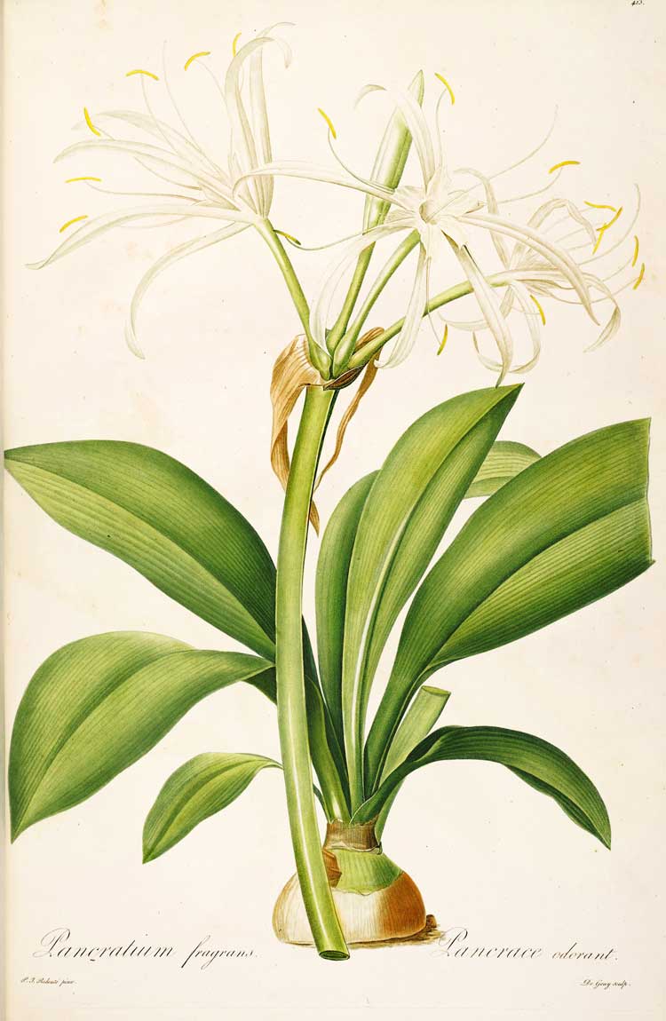 Hymenocallis fragrans