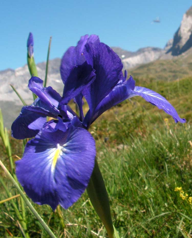 Iris jacquinii