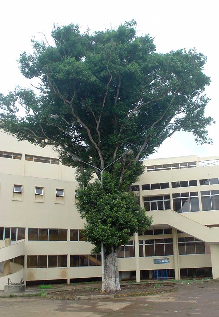 Irvingia malayana