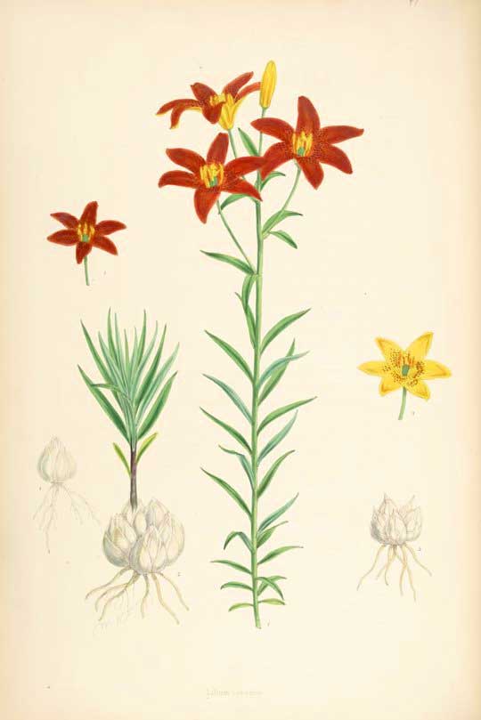 Lilium concolor