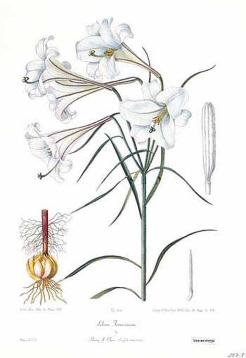 Lilium formosanum