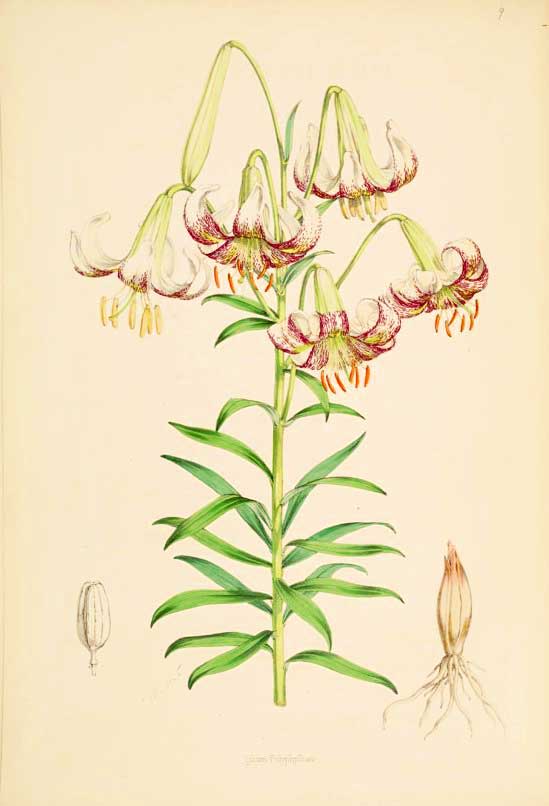 Lilium polyphyllum