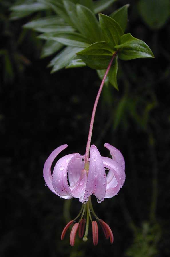 Lilium wardii