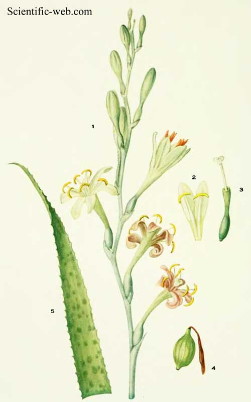 Agave maculata