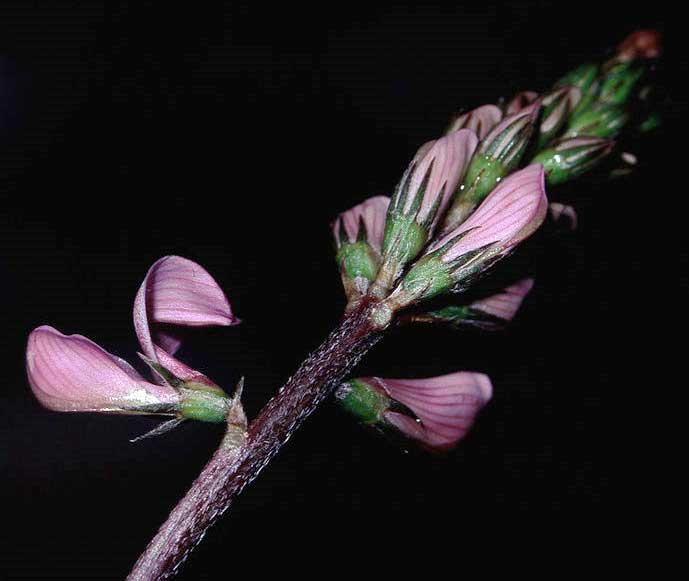 Onobrychis arenaria