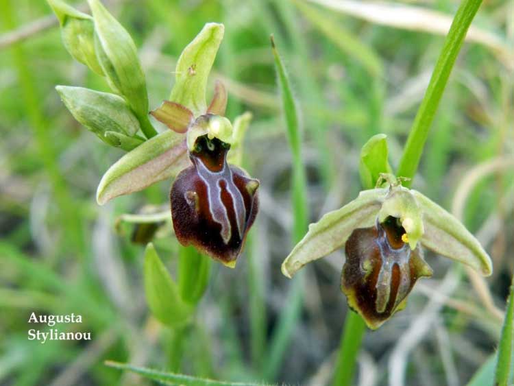 Ophrys sphegodes subsp. mammosa