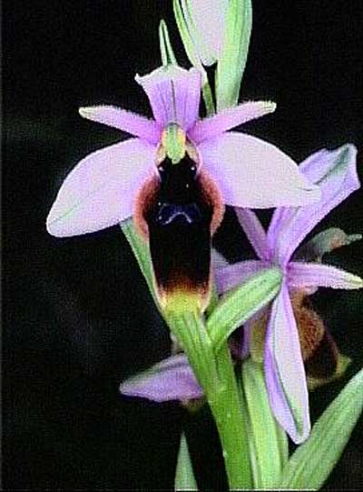 Ophrys sphegodes subsp. lunulata