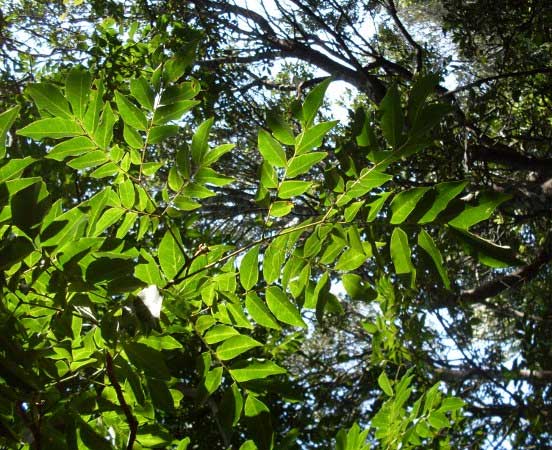 Pararchidendron pruinosum