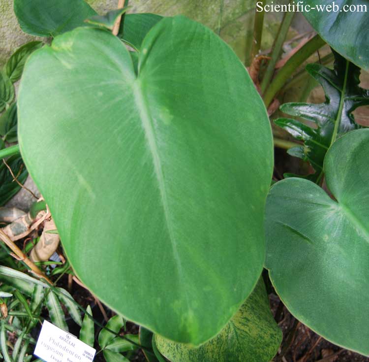 Philodendron rugosum 