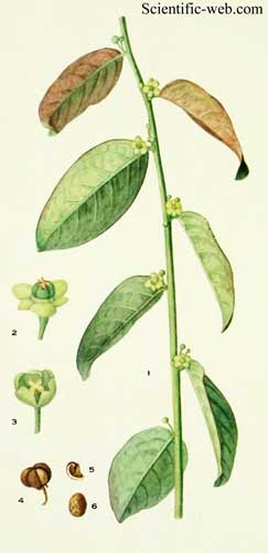 Phyllanthus juglandifolius